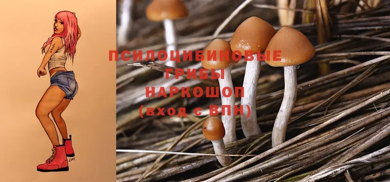 купить закладку  Арсеньев  Псилоцибиновые грибы MAGIC MUSHROOMS 